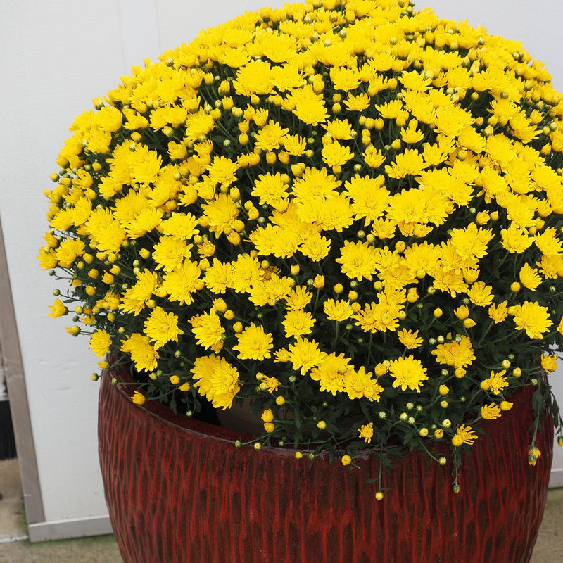 Chrysanthème en pot, une boule de fleurs jaunes pour la Toussaint (photo d'illustration)