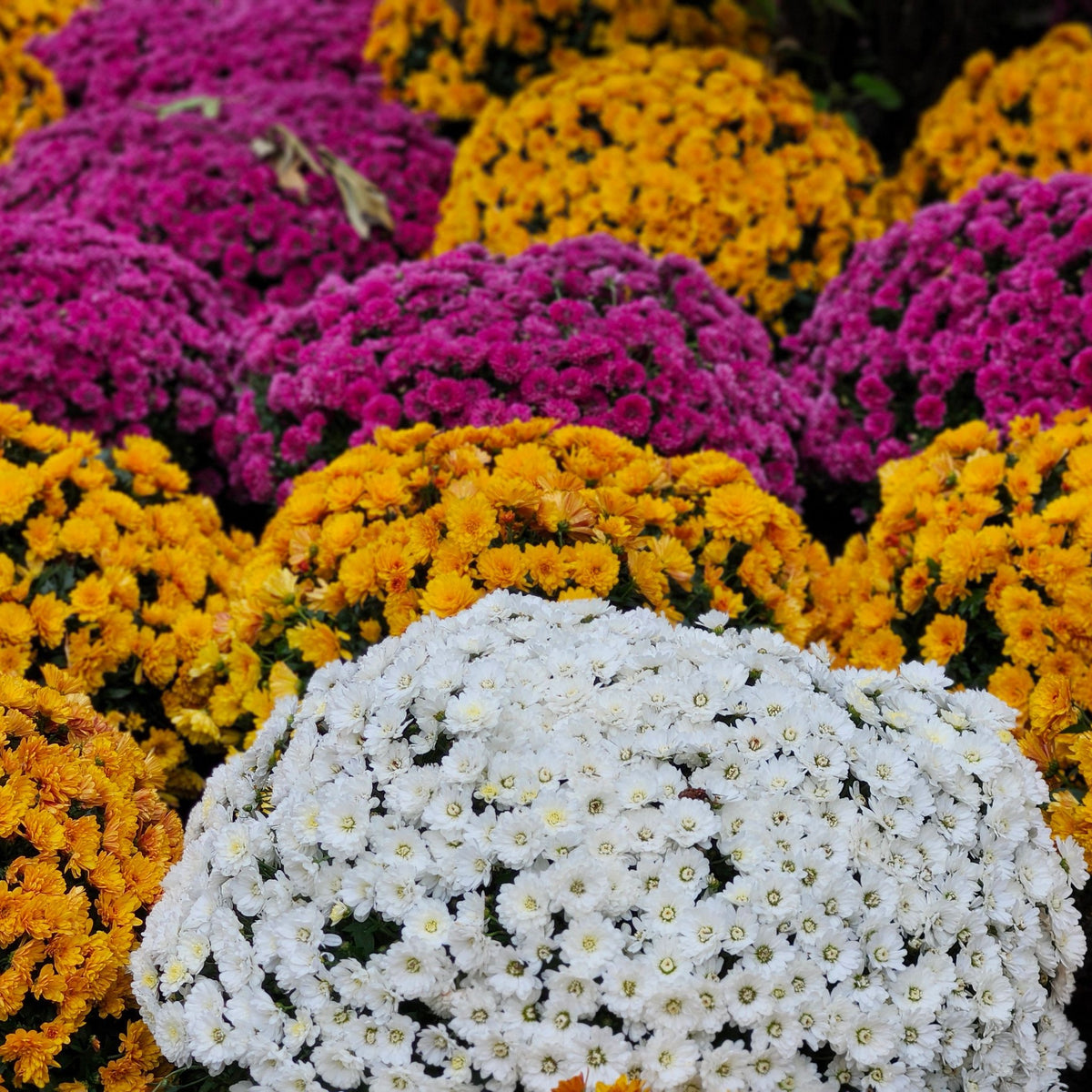 Chrysanthèmes blancs, jaunes et magenta : couleurs selon l'arrivage (photo d'illustration)