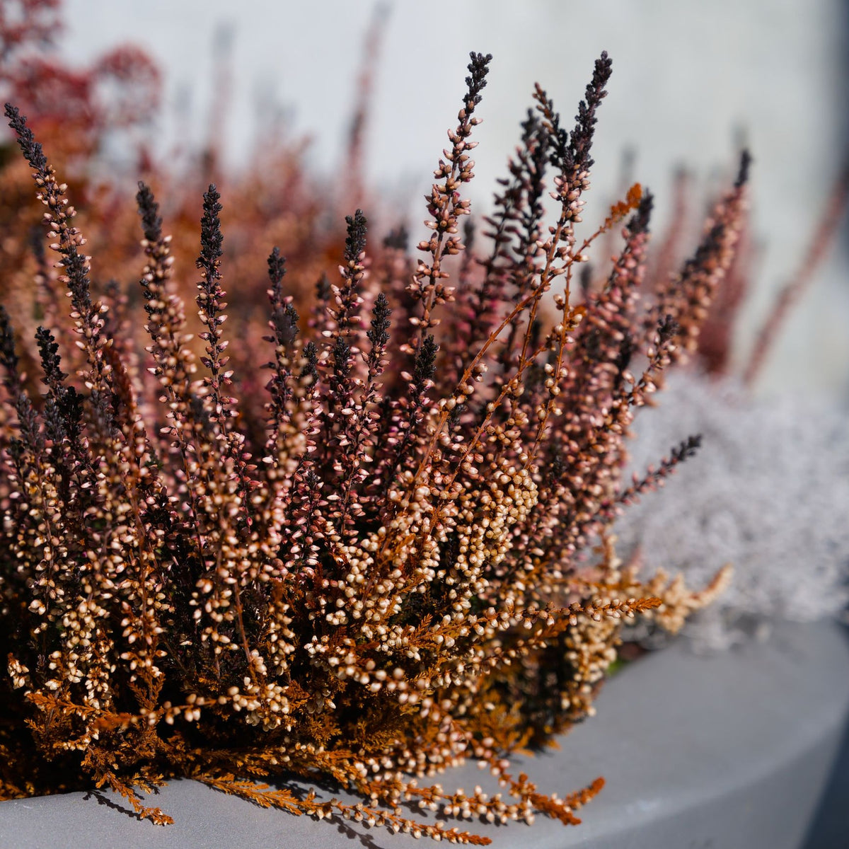 Coupe de bruyère d'automne, une composition qui tient longtemps sur une tombe (photo d'illustration)