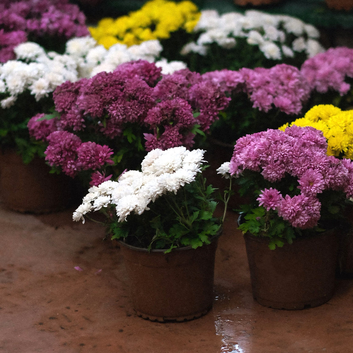 Pots de chrysanthèmes alignés pour la Toussaint (photo d'illustration)