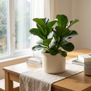 Plante Ficus Lyrata au grand feuillage en violon dans un pot en céramique crème