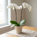 Orchidée Phalaenopsis blanche à deux hampes droites dans un pot en céramique crème