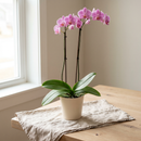 Orchidée Phalaenopsis rose à deux hampes droites dans un pot en céramique crème