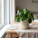 Plante Pilea Peperomioides aux feuilles rondes dans un pot en céramique crème