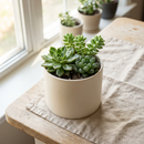 Trio de petites plantes succulentes variées dans un pot en céramique crème