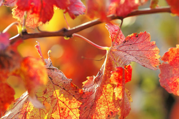 Sarments et feuilles de vigne rouges, en Gironde