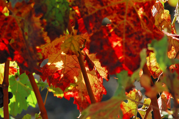 Feuilles de vigne aux couleurs de l'automne, en Gironde